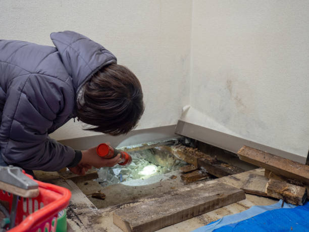 Best Basement Mold Removal  in Altamont, OR