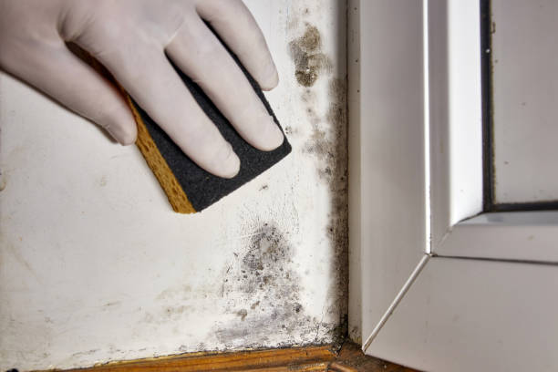 Best Mold Odor Removal Services  in Altamont, OR